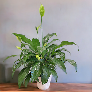 Peace Lily in Planter (Sold out)