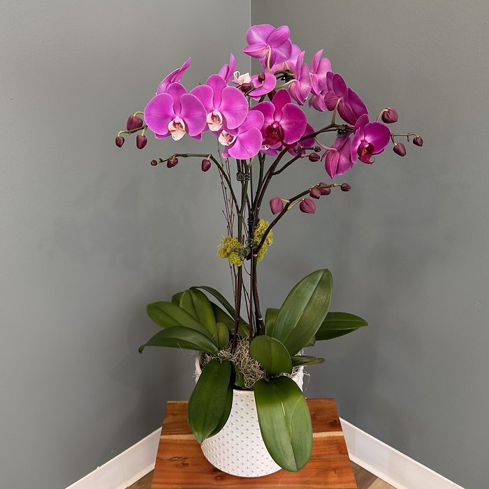 Large Orchid Plant