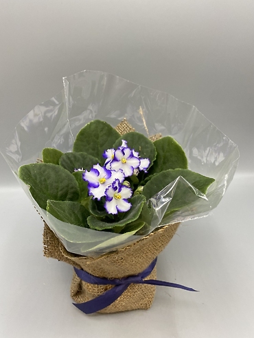 African Violet Plant 4\'\' Assorted Colors