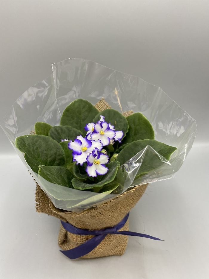 African Violet Plant 4\'\' Assorted Colors