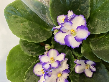 African Violet Plant 4\'\' Assorted Colors