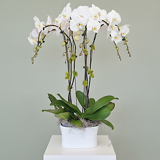 Orchid Planter Extra Large