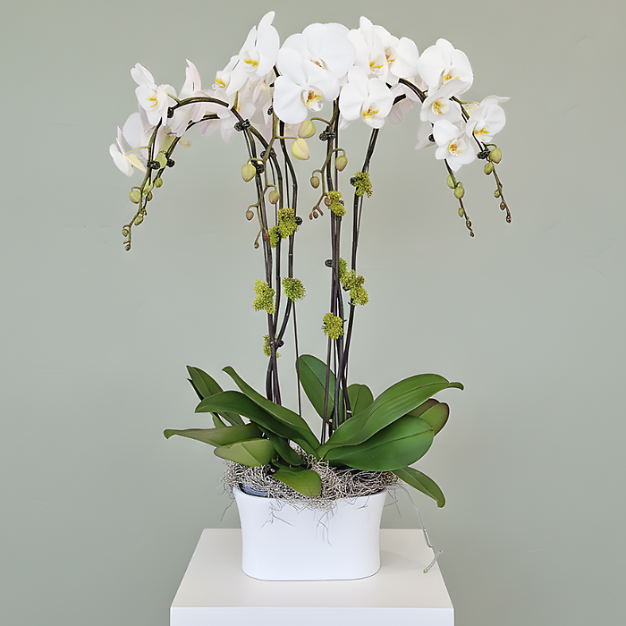 Orchid Planter Extra Large
