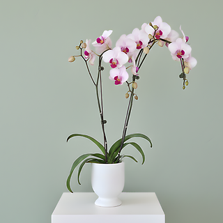 Orchid Planter Large