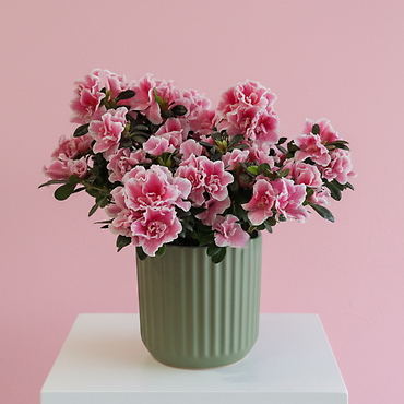 Azalea Plant