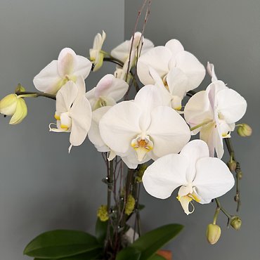 Large White Orchid Plant