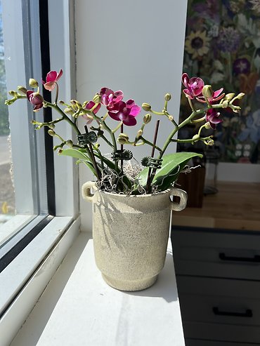 Petite Orchid Plant Assorted Colors