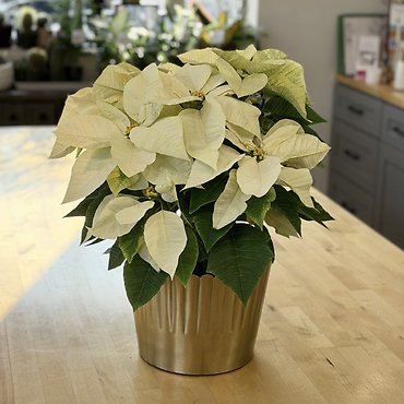 White Poinsettia 8.5\" with Keepsake Gold Pot