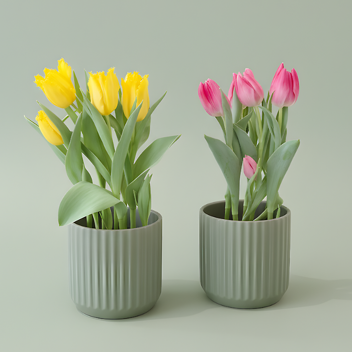 Tulip in Ceramic