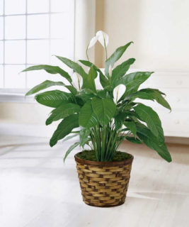 Peace Lily, 8\' Plant