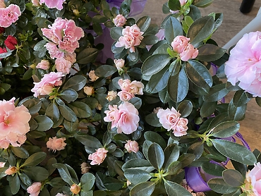 Azalea plant 6” assorted colors