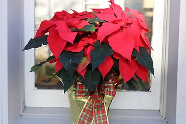Christmas Poinsettia Plant 6.5”