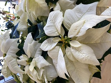 Snowy Poinsettia 8\'\' white