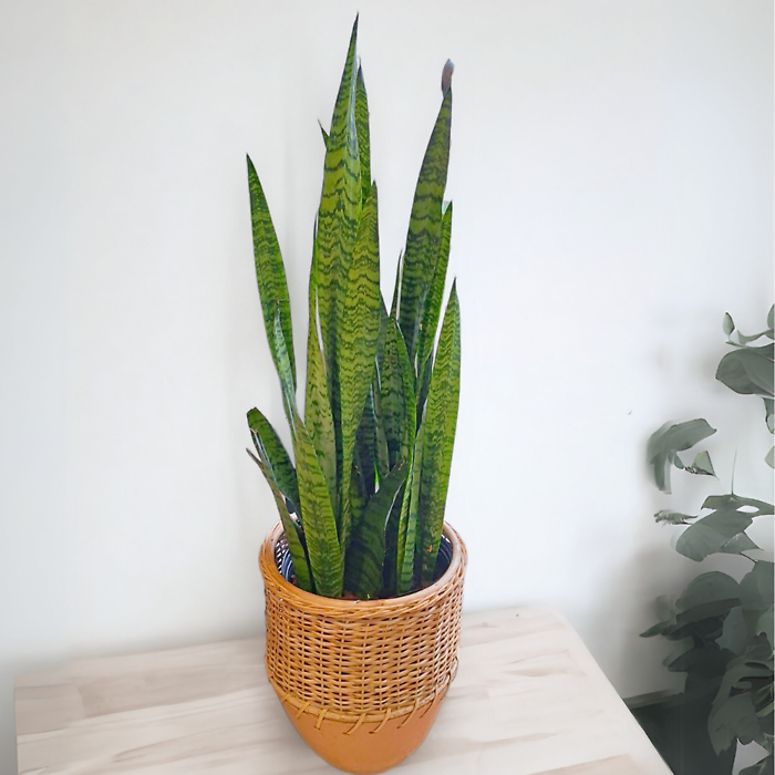 Sansevieria in Terra Cotta pot