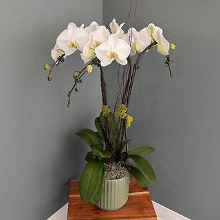Large White Orchid Plant