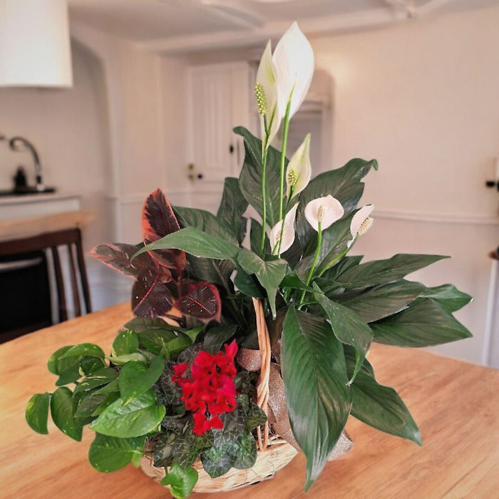 Winter Plant Basket