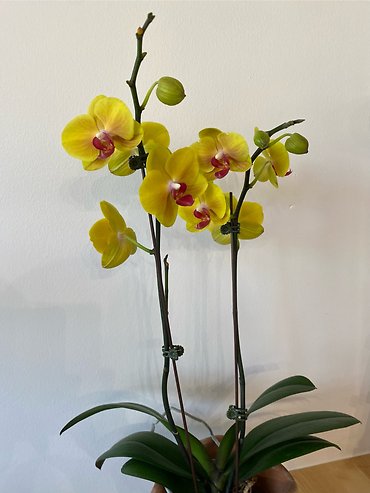 Orchid Plant 4\'\' Assorted Color