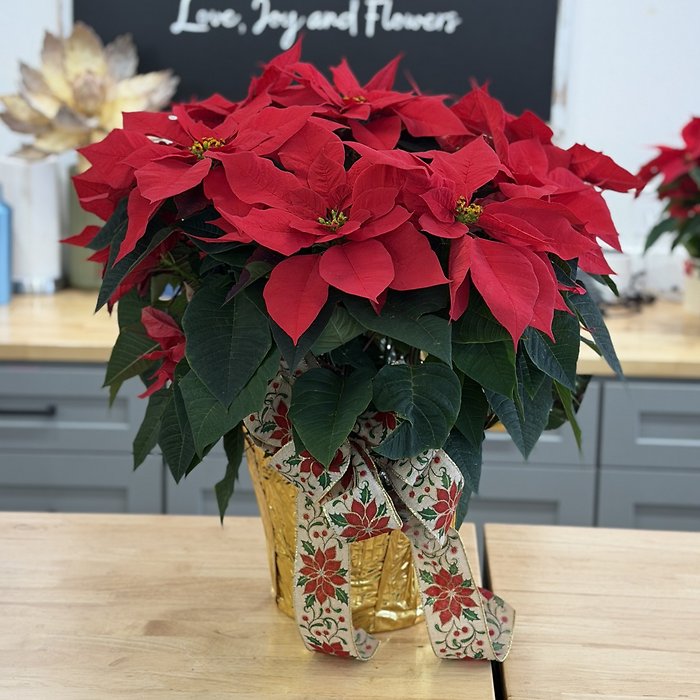 Poinsettia 10\"