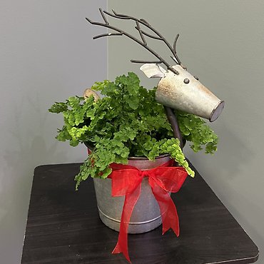 Green Plant in Reindeer Planter