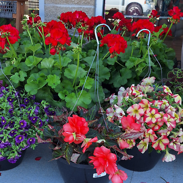 10\" Hanging Basket
