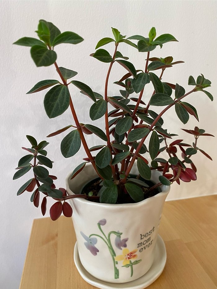Cute Green Plant for Mom