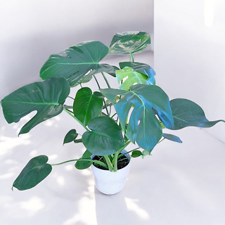 Split-Leaf Philodendron 6\"