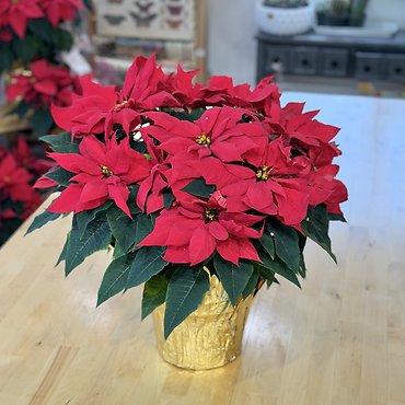 Poinsettia 8.5\"