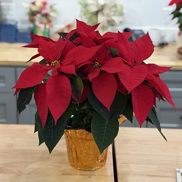 Poinsettia 6.5\"