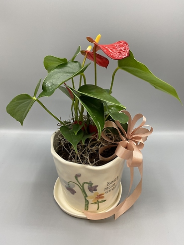 Anthurium Plant 4\'\' for Mom