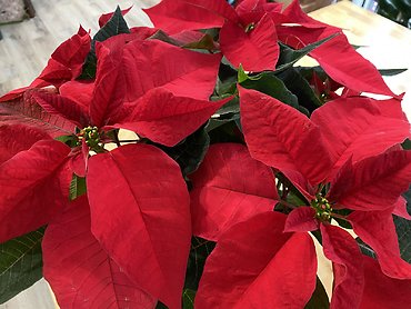 Poinsettia Plant 6\" in Christmas Pot