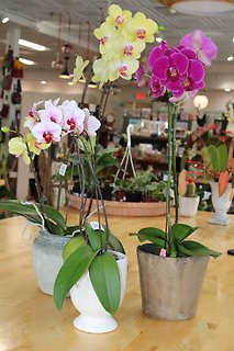 Medium Orchid Plant Assorted Colors