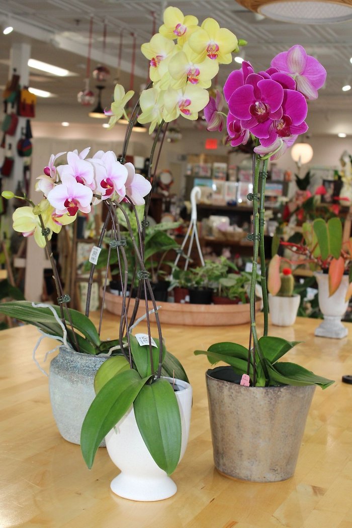 Medium Orchid Plant Assorted Colors