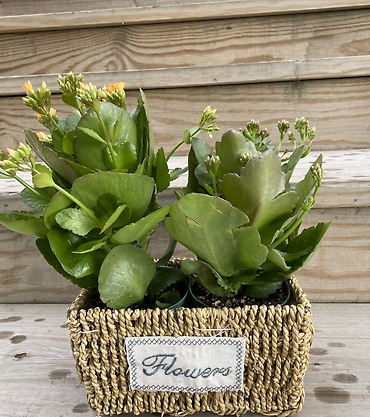 Blooming Plants in Basket