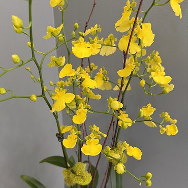 Dancing Lady Orchid Plant