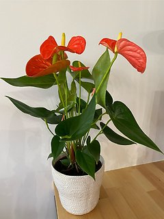 Anthurium Plant for Mom