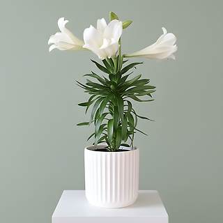 Easter Lily