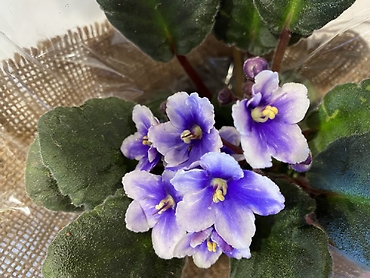 African Violet Plant 4\'\' Assorted Colors