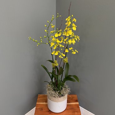 Dancing Lady Orchid Plant