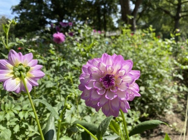 Local Grown Flowers