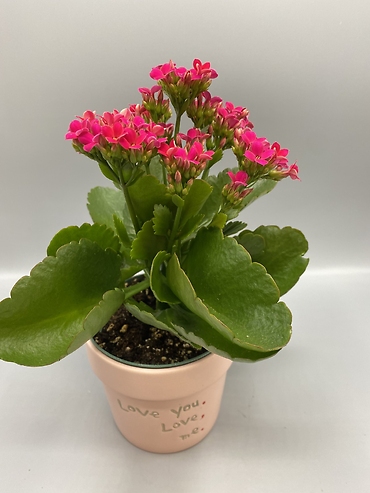 Kalanchoe Plant 4” assorted colors