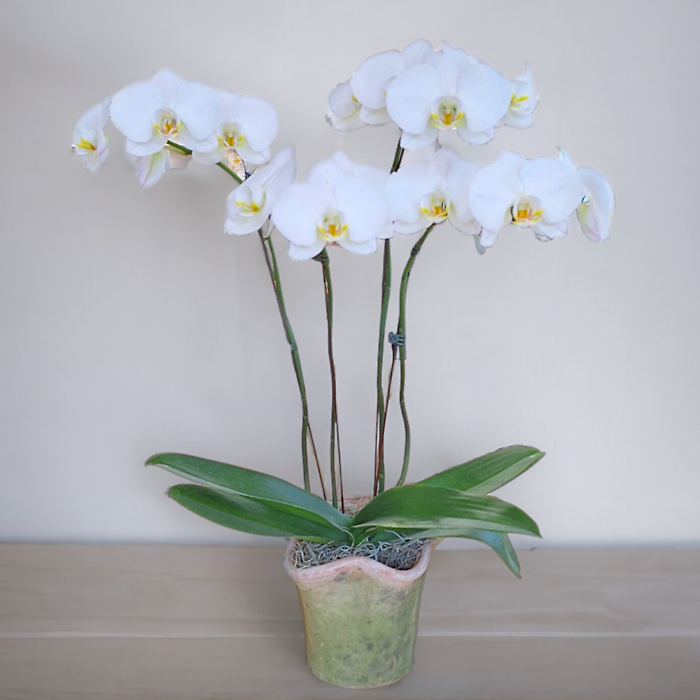 4 Stemmed Phalaenopsis Orchid