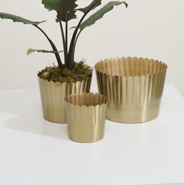 White Poinsettia 8.5\" with Keepsake Gold Pot