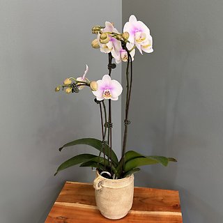 Petite Orchid Plant