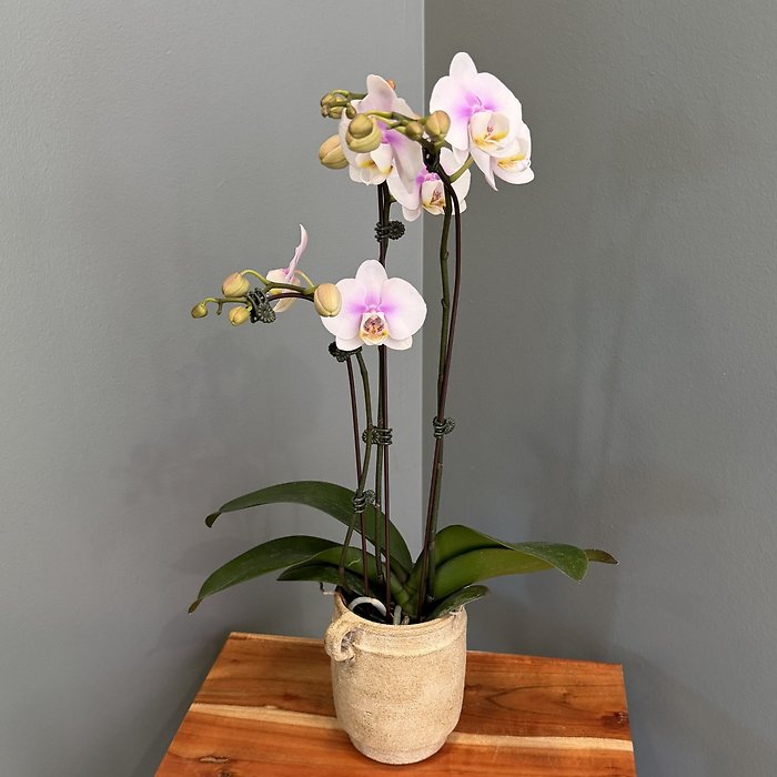 Petite Orchid Plant