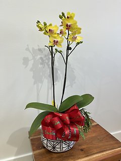 Orchid Plant 6\'\' Assorted Color