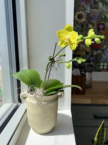 Petite Orchid Plant Assorted Colors