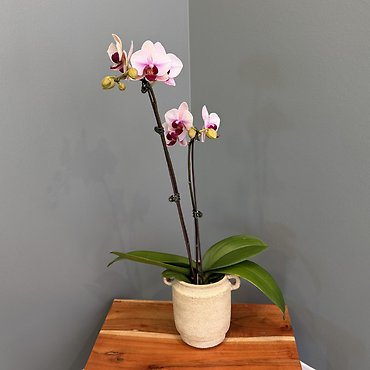 Petite Orchid Plant