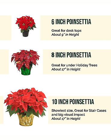 Poinsettia 6.5\"