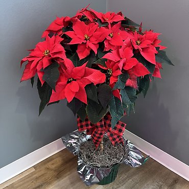 Poinsettia Tree 10\"