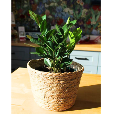 ZZ Plant 6\"
